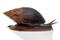 Achatina balteata infrafusca Cameroon adult